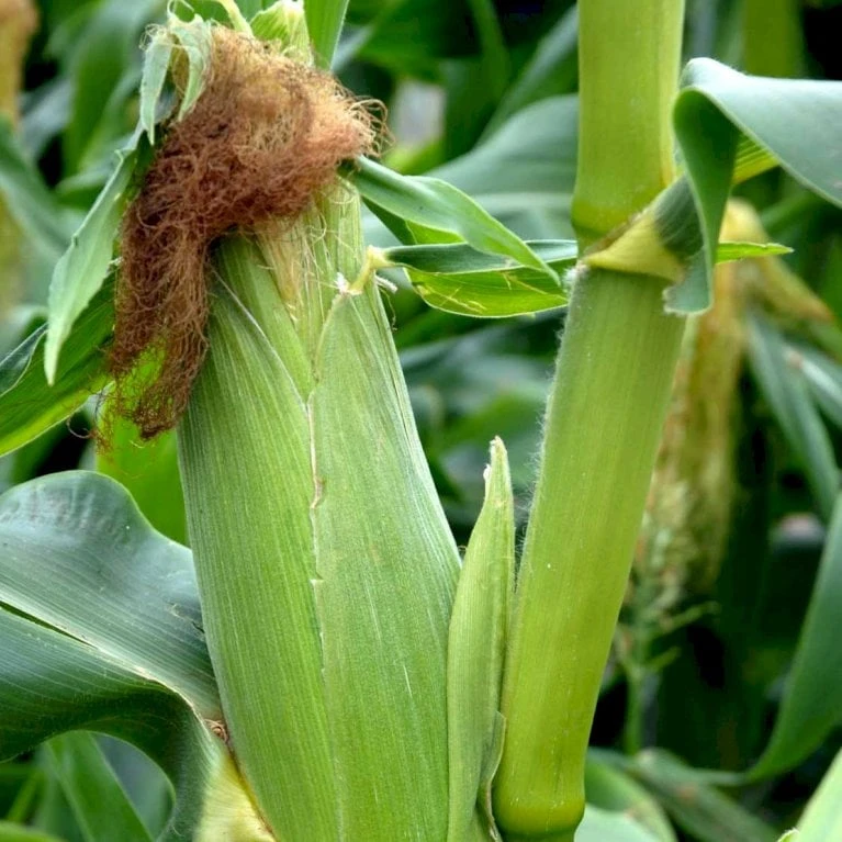 Sukkermajs 'Golden Bantam' Øko Zea Mays 'Golden Bantam' Frøpose, Antal Pr. Pakke, Ca. 10 Stk. 4 Sukkermajs 'Golden Bantam' Øko Zea Mays 'Golden Bantam' Frøpose, Antal Pr. Pakke, Ca. 10 Stk. - Billede 2