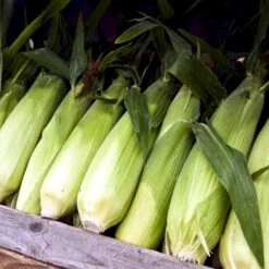 Sukkermajs 'Golden Bantam' Øko Zea Mays 'Golden Bantam' Frøpose, Antal Pr. Pakke, Ca. 10 Stk. 7 Sukkermajs 'Golden Bantam' Øko Zea Mays 'Golden Bantam' Frøpose, Antal Pr. Pakke, Ca. 10 Stk. -Montoz Butik p34108 54605 zea mays golden bantam a177