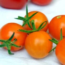 Ribstomat 'Golden Currant' Øko Solanum Pimpinellifolium 'Golden Currant' Frøpose, Antal Pr. Pakke, Ca. 3 Stk. 7 Ribstomat 'Golden Currant' Øko Solanum Pimpinellifolium 'Golden Currant' Frøpose, Antal Pr. Pakke, Ca. 3 Stk. -Montoz Butik p34123 54682 solanum pimpinellifolium golden currant 1daf