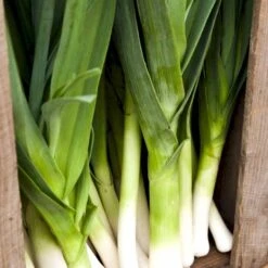 Porre 'Herbstriesen 2' Øko Allium Ampeloprasum 'Herbstriesen 2' Frøpose, Antal Pr. Pakke, Ca. 50 Stk. -Montoz Butik p34128 54603 allium ampeloprasum herbstriesen 2 eda6