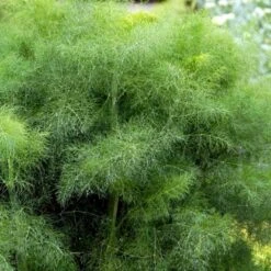 Knoldfennikel 'Finale' Øko Foeniculum Vulgare 'Finale' Frøpose, Antal Pr. Pakke, Ca. 20 Stk. -Montoz Butik p34143 54566 foeniculum vulgare finale 08e4