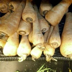 Pastinak 'White King' Øko Pastinaca Sativa 'White King' Frøpose, Antal Pr. Pakke, Ca. 40 Stk. -Montoz Butik p34147 54632 pastinaca sativa white king b3e7