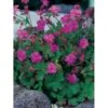 Engelsk Storkenæb 'Karmina' Geranium Cantabrigiense 'Karmina' 10 Cm. Potte -Montoz Butik p3432 2568 geranium cantabrigiense karmina 346a