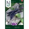 Krybbønne 'Mistik' Phaseolus Vulgaris 'Mistik' 1 Krybbønne 'Mistik' Phaseolus Vulgaris 'Mistik' -Montoz Butik p34599 30142 phaseolus vulgaris cd1a