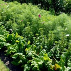 Bladbede 'White Silver 3' Øko Beta Vulgaris 'White Silver 3' -Montoz Butik p34606 54611 beta vulgaris white silver 3 3d8b