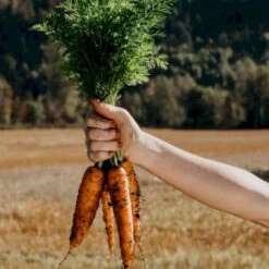 Sommergulerod 'Berlicum 2' Øko Daucus Carota L 'Berlicum 2' -Montoz Butik p34608 54621 daucus carota l berlicum 2 3081