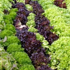 Pluksalat 'Plezir' Øko Lactuca Sativa 'Plezir' -Montoz Butik p34614 54660 lactuca sativa plezir cc8b