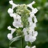 Blåkant 'Alba' Nepeta Faassenii 'Alba' 10 Cm. Potte -Montoz Butik p3471 2593 nepeta faassenii alba f464