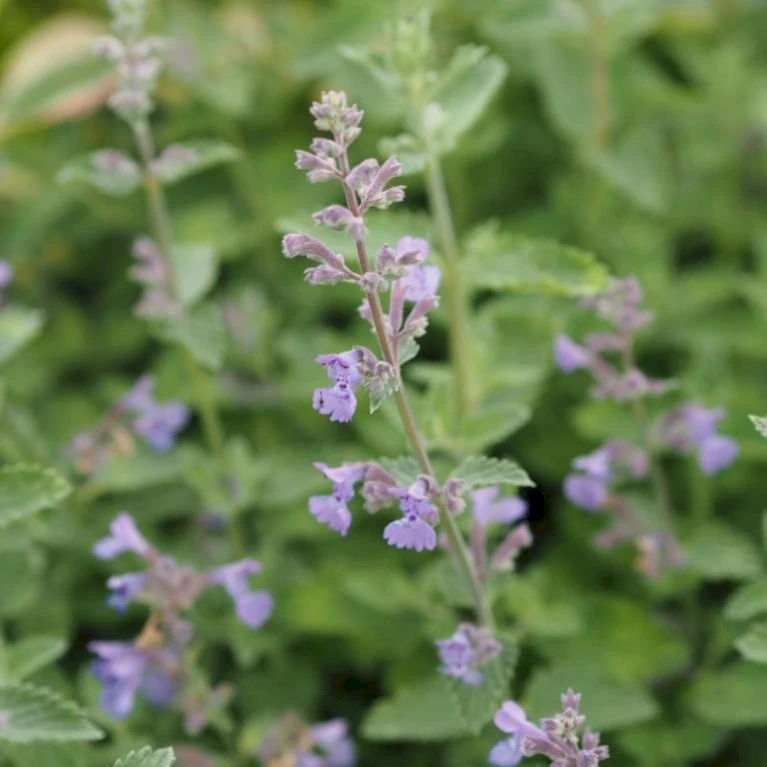 Blåkant 'Walker's Low' Nepeta Faassenii 'Walker's Low' 1 Liter Potte 3 Blåkant 'Walker's Low' Nepeta Faassenii 'Walker's Low' 1 Liter Potte