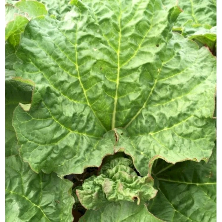 Rabarber 'Victoria' Rheum 'Victoria' (haverabarber) 3,5 Liter Potte 3 Rabarber 'Victoria' Rheum 'Victoria' (haverabarber) 3,5 Liter Potte