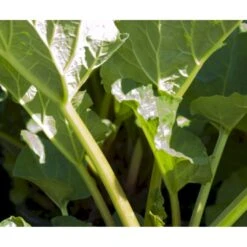 Rabarber 'Goliath' Rheum 'Goliath' (haverabarber) 3,5 Liter Potte
