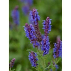 Staude-Salvie 'Blauhügel' Salvia Nemorosa 'Blauhügel' 1 Liter Potte -Montoz Butik p3476 36402 salvia nemorosa blauhuegel 8065