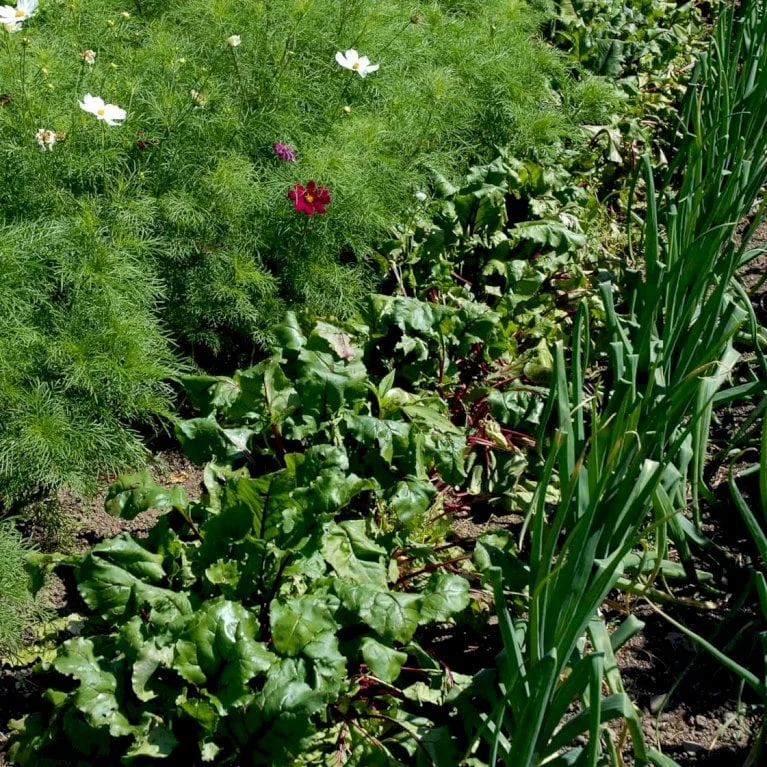 Rødbede 'Chioggia' Øko Beta Vulgaris 'Chioggia' 4 Rødbede 'Chioggia' Øko Beta Vulgaris 'Chioggia' - Billede 2