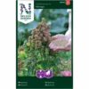 Quinoa 'Vikinga' Chenopodium Quinoa 'Vikinga' 1 Quinoa 'Vikinga' Chenopodium Quinoa 'Vikinga' -Montoz Butik p34777 34758 chenopodium quinoa vikinga fa4e