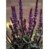 Staude-Salvie 'Caradonna' Salvia Nemorosa 'Caradonna' 1 Liter Potte -Montoz Butik p3477 36399 salvia nemorosa caradonna d525