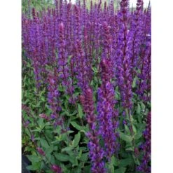 Staude-Salvie 'Caradonna' Salvia Nemorosa 'Caradonna' 1 Liter Potte 11 Staude-Salvie 'Caradonna' Salvia Nemorosa 'Caradonna' 1 Liter Potte -Montoz Butik p3477 36400 salvia nemorosa caradonna d530