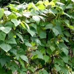 Valskbønne 'Express' Øko Vicia Faba 'Express' -Montoz Butik p34799 54550 vicia faba express 3b8b