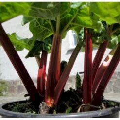 Rabarber 'Sutton Seedless' Rheum 'Sutton Seedless' (vinrabarber) 3,5 Liter Potte