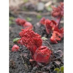 Rabarber 'Timperley Early' Rheum 'Timperley Early' (Drivrabarber) 3,5 Liter Potte