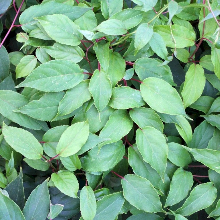 Stikkelsbærkiwi 'Ken's Red' Actinidia Arguta 'Ken's Red' (Hunplante) Potte 2,0 Liter,- Opbundet 60-100 Cm 4 Stikkelsbærkiwi 'Ken's Red' Actinidia Arguta 'Ken's Red' (Hunplante) Potte 2,0 Liter,- Opbundet 60-100 Cm - Billede 2