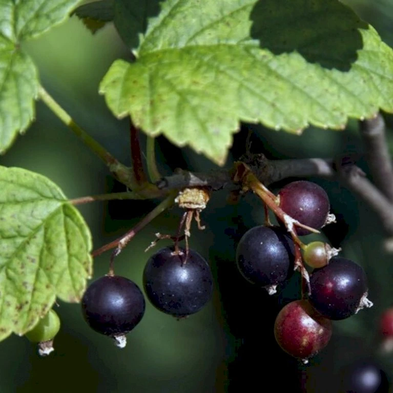 Solbær 'Ben Hope' Ribes Nigrum 'Ben Hope' 3,5 Liter Potte 3 Solbær 'Ben Hope' Ribes Nigrum 'Ben Hope' 3,5 Liter Potte