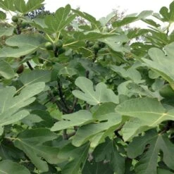 Figen 'Brown Turkey' Ficus Carica 'Brown Turkey' 5 Liter Potte -Montoz Butik p34890 50587 ficus carica brown turkey 6760