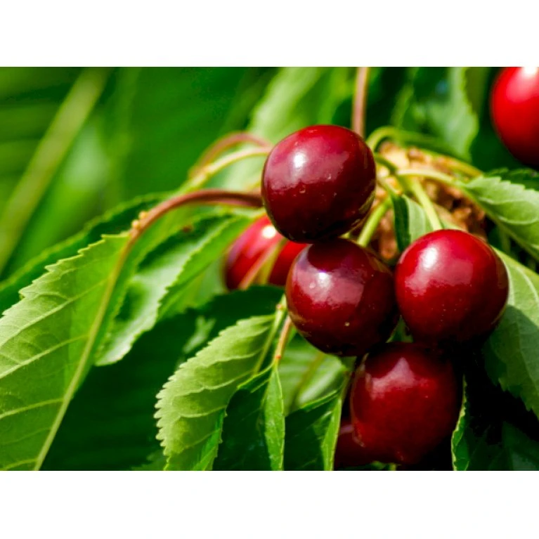 Buskformet Surkirsebær 'Carmine Jewel' Prunus Fruticosa 'Carmine Jewel' 2-5 Grene, 3-4 års. Potte 10 Liter,- 100-140 Cm. 3 Buskformet Surkirsebær 'Carmine Jewel' Prunus Fruticosa 'Carmine Jewel' 2-5 Grene, 3-4 års. Potte 10 Liter,- 100-140 Cm.