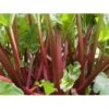 Rabarber 'Frambozen Rood' Rheum 'Frambozen Rood' (jordbærrabarber) 3,5 Liter Potte 2 Rabarber 'Frambozen Rood' Rheum 'Frambozen Rood' (jordbærrabarber) 3,5 Liter Potte -Montoz Butik p34899 35079 rheum rhabarbarum frambozen rood 4fbd
