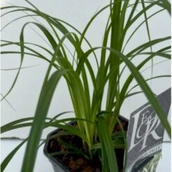 Star 'Ribbon Falls' Carex 'Ribbon Falls' Potte 2 Liter. -Montoz Butik p35145 41081 carex ribbon falls bb2e