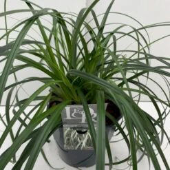 Star 'Ribbon Falls' Carex 'Ribbon Falls' Potte 2 Liter. -Montoz Butik p35145 41083 carex ribbon falls 7539