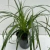 Star 'Ribbon Falls' Carex 'Ribbon Falls' Potte 2 Liter. -Montoz Butik p35145 42614 carex ribbon falls b906