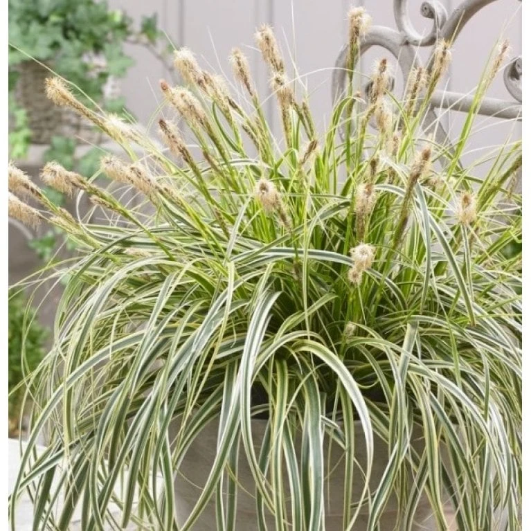 Star 'Feather Falls' Carex 'Feather Falls' Potte 2 Liter. 5 Star 'Feather Falls' Carex 'Feather Falls' Potte 2 Liter. - Billede 3