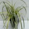 Star 'Feather Falls' Carex 'Feather Falls' Potte 2 Liter. -Montoz Butik p35303 42601 carex feather falls 90c9