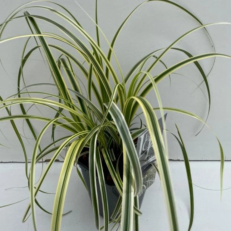 Star 'Feather Falls' Carex 'Feather Falls' Potte 2 Liter. 3 Star 'Feather Falls' Carex 'Feather Falls' Potte 2 Liter.