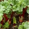 Rabarber 'Livingstone' Rheum 'Livingstone' (remonterende) 3,5 Liter Potte