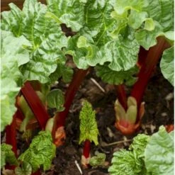 Rabarber 'Livingstone' Rheum 'Livingstone' (remonterende) 3,5 Liter Potte
