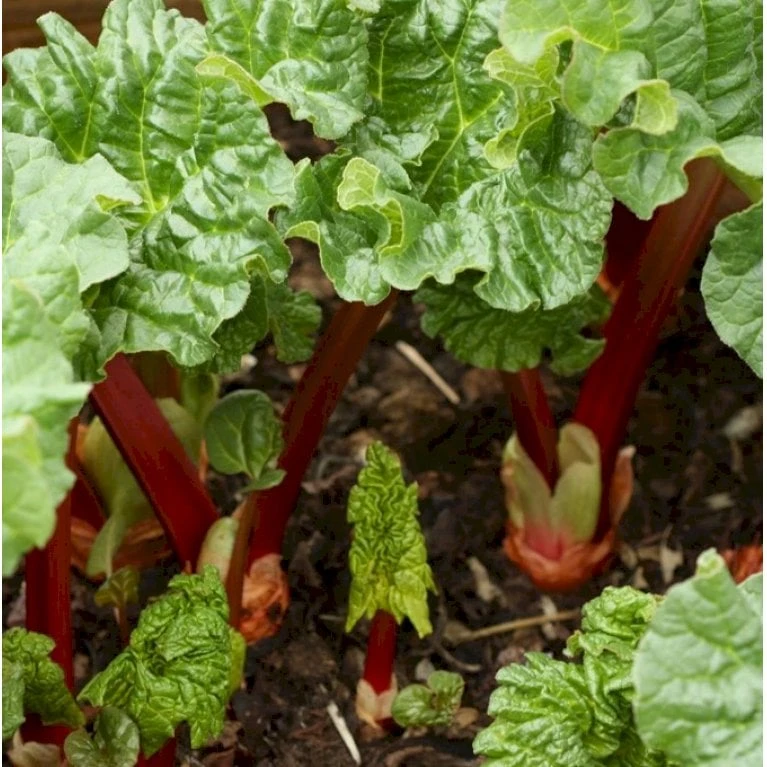Rabarber 'Livingstone' Rheum 'Livingstone' (remonterende) 3,5 Liter Potte 3 Rabarber 'Livingstone' Rheum 'Livingstone' (remonterende) 3,5 Liter Potte