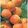 Abrikos 'Bergeron' Prunus Armeniaca 'Bergeron' 5 Liter Potte -Montoz Butik p3544 21395 prunus armeniaca bergeron ab66