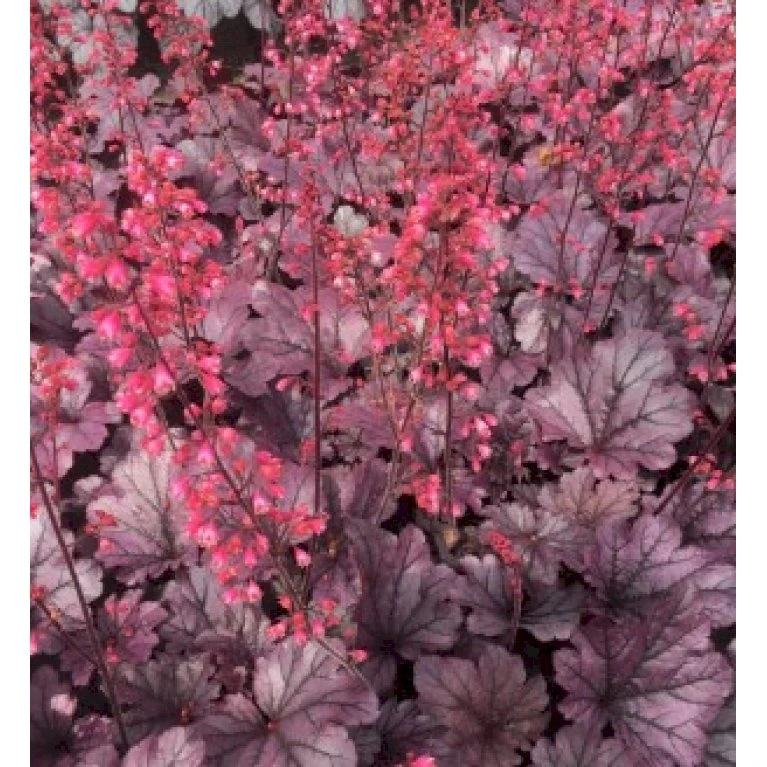 Alunrod 'Grape Timeless' Heuchera 'Grape Timeless' 1 Liter Potte 7 Alunrod 'Grape Timeless' Heuchera 'Grape Timeless' 1 Liter Potte - Billede 5