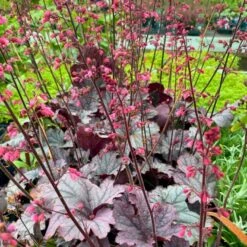 Alunrod 'Grape Timeless' Heuchera 'Grape Timeless' 1 Liter Potte