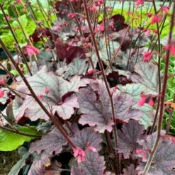 Alunrod 'Grape Timeless' Heuchera 'Grape Timeless' 1 Liter Potte 9 Alunrod 'Grape Timeless' Heuchera 'Grape Timeless' 1 Liter Potte -Montoz Butik p35535 52806 heuchera grape timeless 5b79