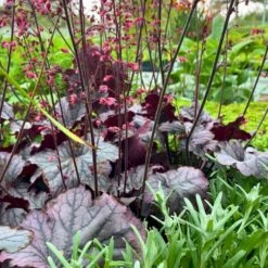 Alunrod 'Grape Timeless' Heuchera 'Grape Timeless' 1 Liter Potte 10 Alunrod 'Grape Timeless' Heuchera 'Grape Timeless' 1 Liter Potte -Montoz Butik p35535 52807 heuchera grape timeless 4de2