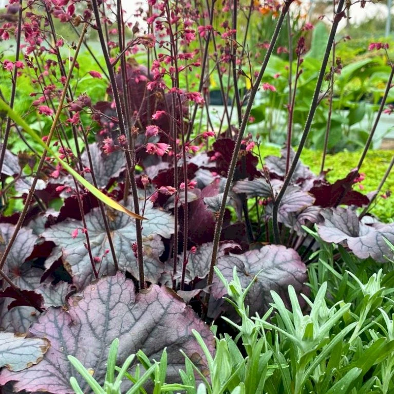 Alunrod 'Grape Timeless' Heuchera 'Grape Timeless' 1 Liter Potte 6 Alunrod 'Grape Timeless' Heuchera 'Grape Timeless' 1 Liter Potte - Billede 4