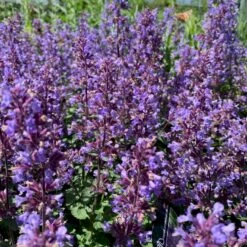 Blåkant 'Purrsian Blue' Nepeta Faassenii 'Purrsian Blue' 1 Liter Potte -Montoz Butik p35537 48911 nepeta faassenii purrsian blue fdc3