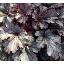 Alunrod 'Timeless Treasure' Heuchera 'Timeless Treasure' 1 Liter Potte 8 Alunrod 'Timeless Treasure' Heuchera 'Timeless Treasure' 1 Liter Potte -Montoz Butik p35583 37561 heuchera timeless treasure 4915
