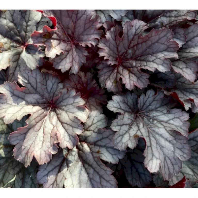 Alunrod 'Timeless Treasure' Heuchera 'Timeless Treasure' 1 Liter Potte 5 Alunrod 'Timeless Treasure' Heuchera 'Timeless Treasure' 1 Liter Potte - Billede 3