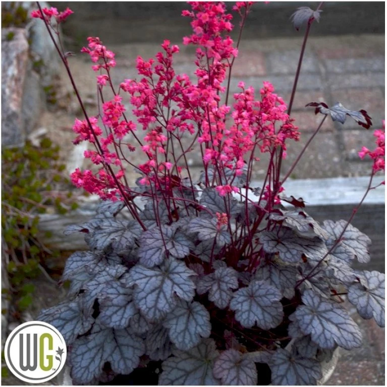 Alunrod 'Timeless Treasure' Heuchera 'Timeless Treasure' 1 Liter Potte 6 Alunrod 'Timeless Treasure' Heuchera 'Timeless Treasure' 1 Liter Potte - Billede 4