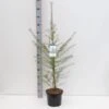 Europæisk Lærk Larix Decidua Potte 5,0 Liter,- 80-100 Cm. 2 Europæisk Lærk Larix Decidua Potte 5,0 Liter,- 80-100 Cm. -Montoz Butik p35689 38864 image b69a