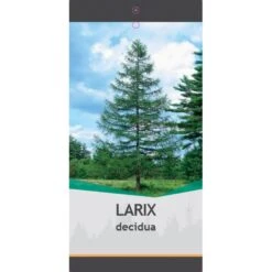 Europæisk Lærk Larix Decidua Potte 5,0 Liter,- 80-100 Cm. -Montoz Butik p35689 38865 image 4cdd