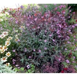 Læge-Jernurt 'Bampton' Verbena Officinalis 'Bampton' 1 Liter Potte -Montoz Butik p35694 40170 verbena officinalis bampton ceca